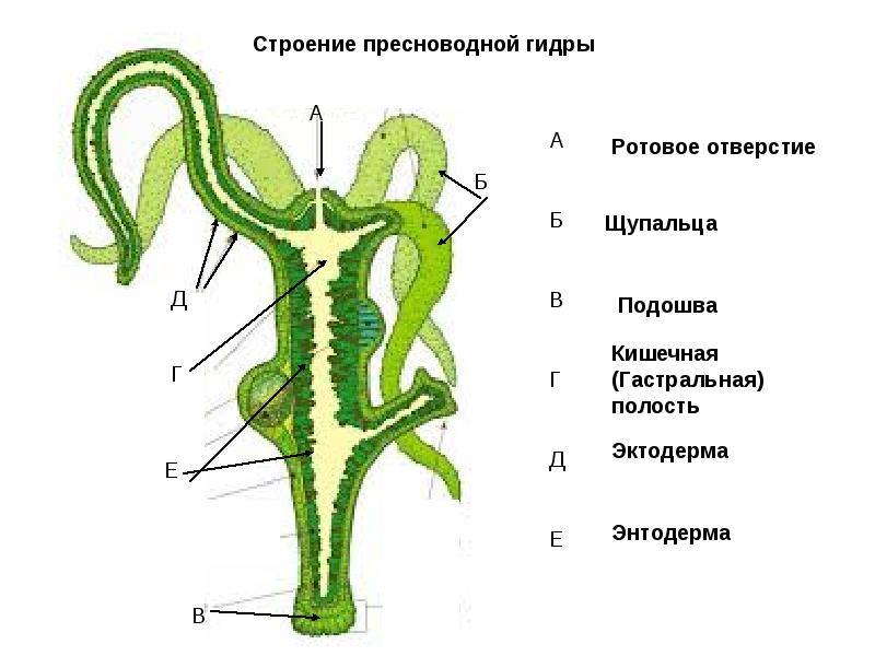 Как зайти на кракен через браузер